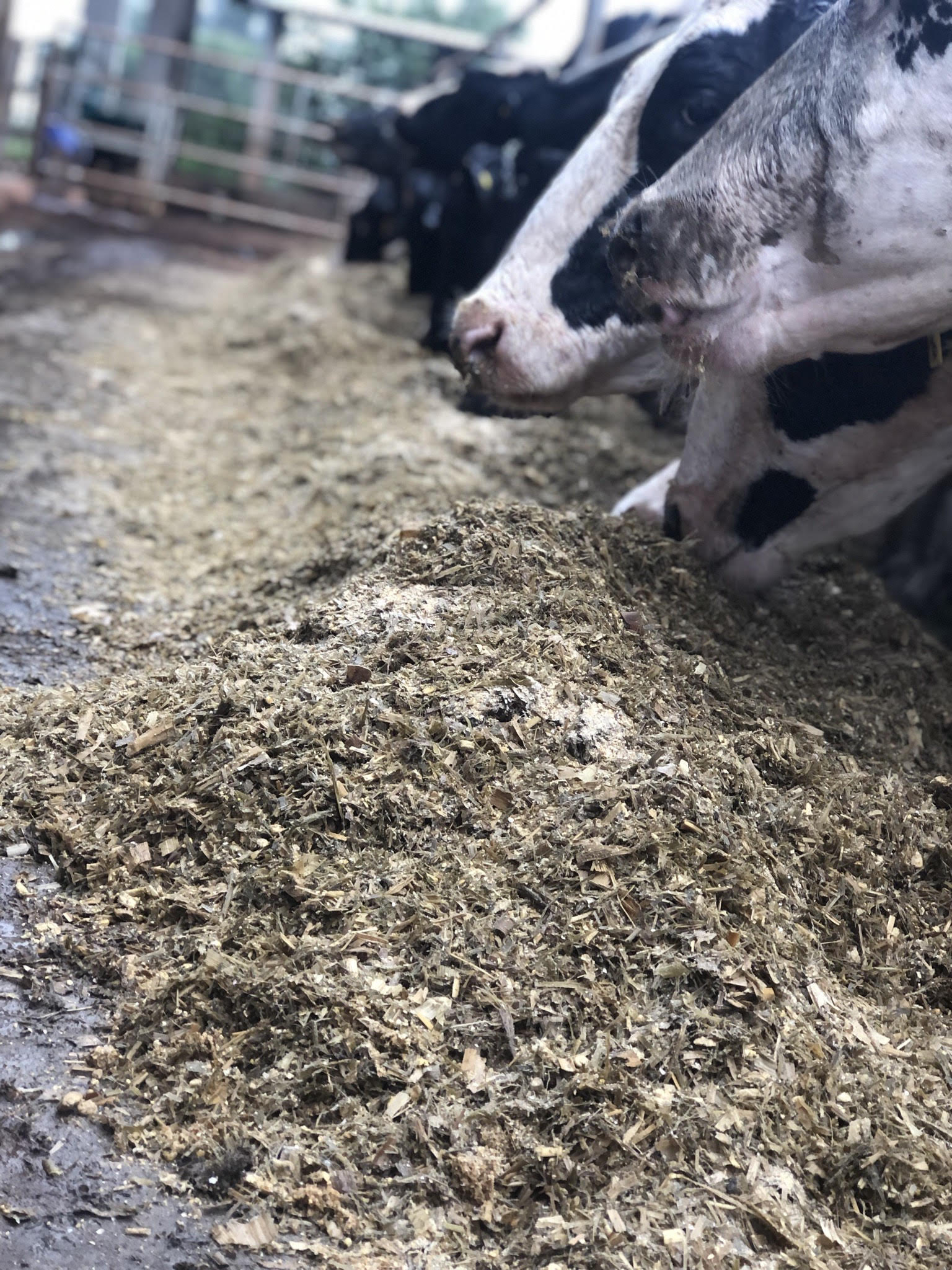 Forage conservation experiment